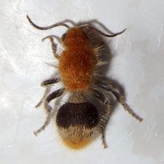 Sphaeropthalma marpesia by (c) Sue Carnahan, some rights reserved (CC BY), uploaded by Sue Carnahan. Used under a CC-BY license.