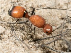 Sphaeropthalma pensylvanica by no rights reserved, uploaded by Jesse Rorabaugh. Used under a CC0 license.