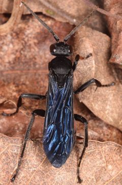 Calopompilus validus by (c) skitterbug, some rights reserved (CC BY), uploaded by skitterbug. Used under a CC-BY license.
