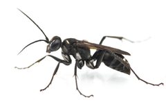 Cryptocheilus by (c) davidfdz_b82, some rights reserved (CC BY), uploaded by davidfdz_b82. Used under a CC-BY license.