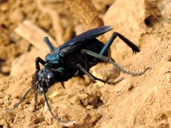 Pepsis mexicana by (c) Francisco Farriols Sarabia, some rights reserved (CC BY), uploaded by Francisco Farriols Sarabia. Used under a CC-BY license.