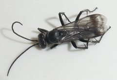 Agenioideus humilis by (c) Wendy Jegla, some rights reserved (CC BY), uploaded by Wendy Jegla. Used under a CC-BY license.