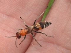 Psorthaspis legata by (c) Sam Kieschnick, some rights reserved (CC BY), uploaded by Sam Kieschnick. Used under a CC-BY license.