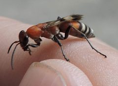 Psorthaspis legata by (c) Sam Kieschnick, some rights reserved (CC BY), uploaded by Sam Kieschnick. Used under a CC-BY license.