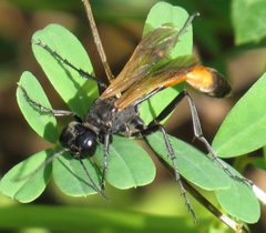 Ammophila pictipennis by (c) Nick Block, some rights reserved (CC BY), uploaded by Nick Block. Used under a CC-BY license.