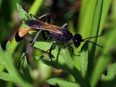 Ammophila pictipennis by (c) Eridan Xharahi, some rights reserved (CC BY), uploaded by Eridan Xharahi. Used under a CC-BY license.