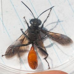 Sphex lucae by (c) Ken-ichi Ueda, some rights reserved (CC BY), uploaded by Ken-ichi Ueda. Used under a CC-BY license.