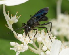 Sphex pensylvanicus by (c) Christian Back, some rights reserved (CC BY), uploaded by Christian Back. Used under a CC-BY license.