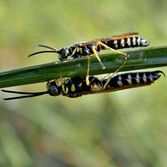 Myzininae by (c) Bob Peterson, some rights reserved (CC BY). Used under a CC-BY license.