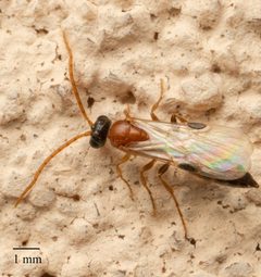 Brachycistidinae by no rights reserved, uploaded by Jesse Rorabaugh. Used under a CC0 license.