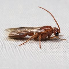 Brachycistidinae by (c) Ken-ichi Ueda, some rights reserved (CC BY), uploaded by Ken-ichi Ueda. Used under a CC-BY license.