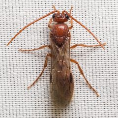 Brachycistidinae by (c) Ken-ichi Ueda, some rights reserved (CC BY), uploaded by Ken-ichi Ueda. Used under a CC-BY license.