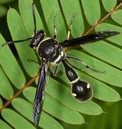 Eumenes fraternus by (c) skitterbug, some rights reserved (CC BY), uploaded by skitterbug. Used under a CC-BY license.