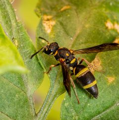 Parancistrocerus fulvipes by (c) Justin Williams, some rights reserved (CC BY), uploaded by Justin Williams. Used under a CC-BY license.