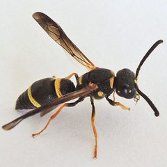 Parancistrocerus perennis by (c) Bill Keim, some rights reserved (CC BY). Used under a CC-BY license.