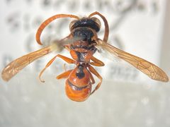 Pterocheilus sinopis by (c) Elliott Gordon, some rights reserved (CC BY), uploaded by Elliott Gordon. Used under a CC-BY license.