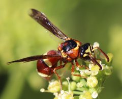 Stenodynerus percampanulatus by (c) crseaquist, some rights reserved (CC BY), uploaded by crseaquist. Used under a CC-BY license.