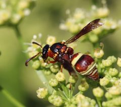Stenodynerus percampanulatus by (c) crseaquist, some rights reserved (CC BY), uploaded by crseaquist. Used under a CC-BY license.