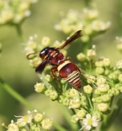 Stenodynerus percampanulatus by (c) crseaquist, some rights reserved (CC BY), uploaded by crseaquist. Used under a CC-BY license.