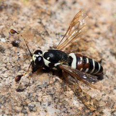 Pseudomasaris maculifrons by (c) Ken-ichi Ueda, some rights reserved (CC BY), uploaded by Ken-ichi Ueda. Used under a CC-BY license.