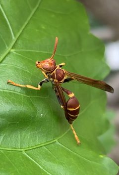 Mischocyttarus flavitarsis by (c) Sandra H Statner, some rights reserved (CC BY), uploaded by Sandra H Statner. Used under a CC-BY license.