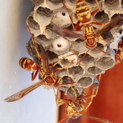 Polistes apachus by (c) Catherine C. Galley, some rights reserved (CC BY), uploaded by Catherine C. Galley. Used under a CC-BY license.