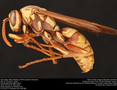 Polistes apachus by no rights reserved, uploaded by Alejandro Santillana. Used under a CC0 license.