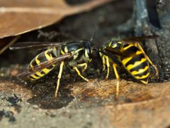 Vespula alascensis by (c) Franco Folini, some rights reserved (CC BY). Used under a CC-BY license.