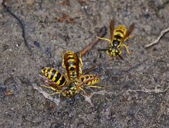 Vespula flavopilosa by (c) 116916927065934112165, some rights reserved (CC BY), uploaded by 116916927065934112165. Used under a CC-BY license.