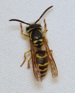 Vespula flavopilosa by (c) Nick Block, some rights reserved (CC BY), uploaded by Nick Block. Used under a CC-BY license.