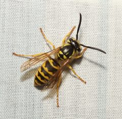 Vespula flavopilosa by (c) David George, some rights reserved (CC BY), uploaded by David George. Used under a CC-BY license.
