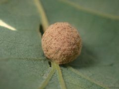 Cynips conspicuus by (c) Cricket Raspet, some rights reserved (CC BY), uploaded by Cricket Raspet. Used under a CC-BY license.