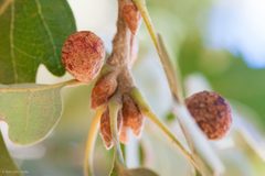 Cynips conspicuus by (c) Ken-ichi Ueda, some rights reserved (CC BY), uploaded by Ken-ichi Ueda. Used under a CC-BY license.
