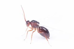 Antistrophus rufus by (c) Antoine Guiguet, some rights reserved (CC BY), uploaded by Antoine Guiguet. Used under a CC-BY license.