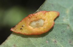 Phylloteras sigma by (c) Jeff Clark, some rights reserved (CC BY), uploaded by Jeff Clark. Used under a CC-BY license.