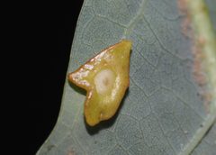 Phylloteras sigma by (c) Jeff Clark, some rights reserved (CC BY), uploaded by Jeff Clark. Used under a CC-BY license.