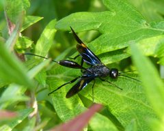 Aulacidae by (c) Dendroica cerulea, some rights reserved (CC BY). Used under a CC-BY license.