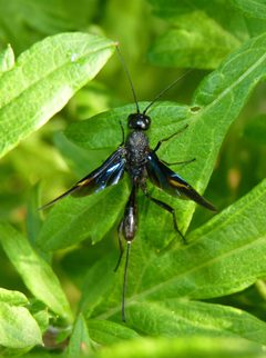 Aulacidae by (c) Dendroica cerulea, some rights reserved (CC BY). Used under a CC-BY license.