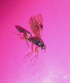 Aulacidae by (c) gailhampshire, some rights reserved (CC BY). Used under a CC-BY license.