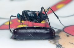Evania appendigaster by (c) portioid, some rights reserved (CC BY), uploaded by portioid. Used under a CC-BY license.
