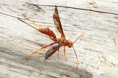 Labeninae by (c) Judy Gallagher, some rights reserved (CC BY). Used under a CC-BY license.