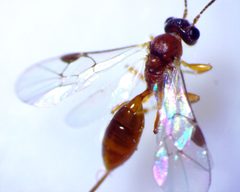 Tersilochinae by no rights reserved, uploaded by Ken Kneidel. Used under a CC0 license.