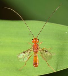 Phaenocarpa by (c) skitterbug, some rights reserved (CC BY), uploaded by skitterbug. Used under a CC-BY license.
