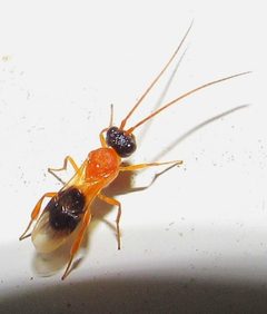 Brachistinae by no rights reserved, uploaded by Kahio Tiberio Mazon. Used under a CC0 license.