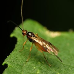 Braconinae by (c) Katja Schulz, some rights reserved (CC BY). Used under a CC-BY license.