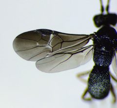 Cheloninae by (c) Steve Kerr, some rights reserved (CC BY), uploaded by Steve Kerr. Used under a CC-BY license.