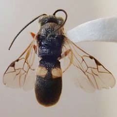 Cheloninae by (c) aubrey_moore, some rights reserved (CC BY), uploaded by aubrey_moore. Used under a CC-BY license.