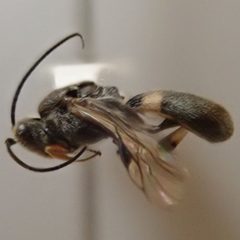 Cheloninae by (c) aubrey_moore, some rights reserved (CC BY), uploaded by aubrey_moore. Used under a CC-BY license.