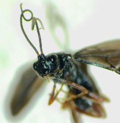 Cheloninae by (c) Steve Kerr, some rights reserved (CC BY), uploaded by Steve Kerr. Used under a CC-BY license.