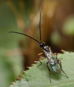 Microgastrinae by (c) Alandmanson, some rights reserved (CC BY). Used under a CC-BY license.